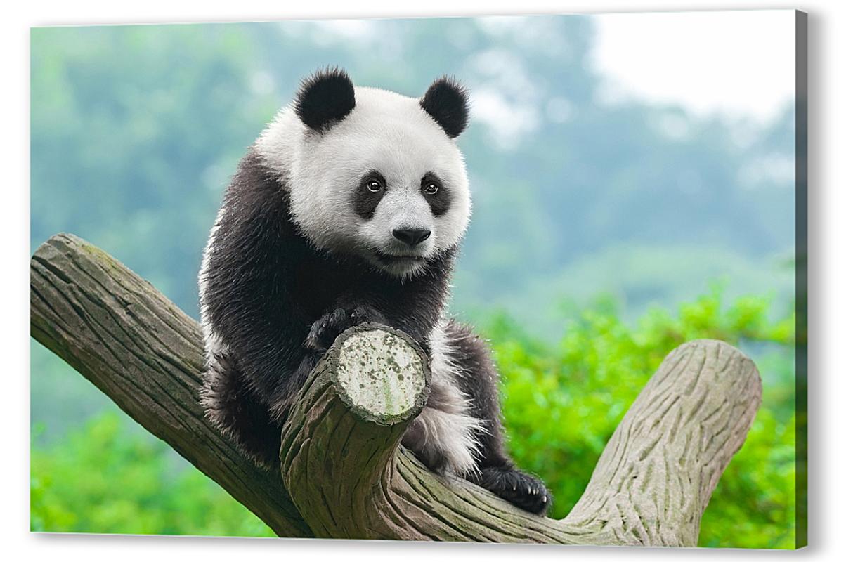 Постер (плакат) Панда на дереве, арт.: 05573