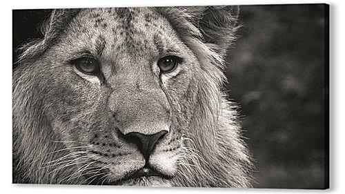 leon — лев