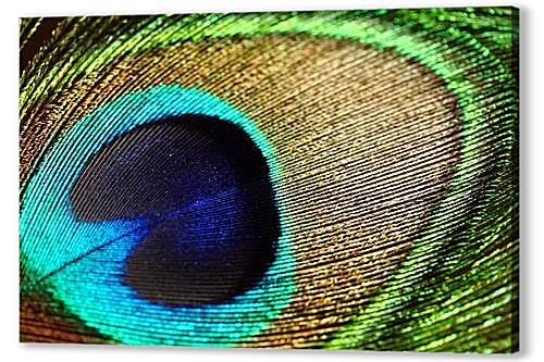 peacock — павлин