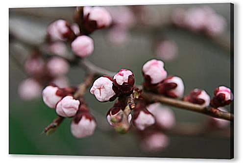 Apricot blossoms — Абрикос в цвету