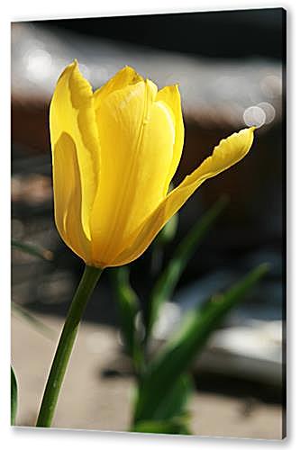 tulip — Тюльпан